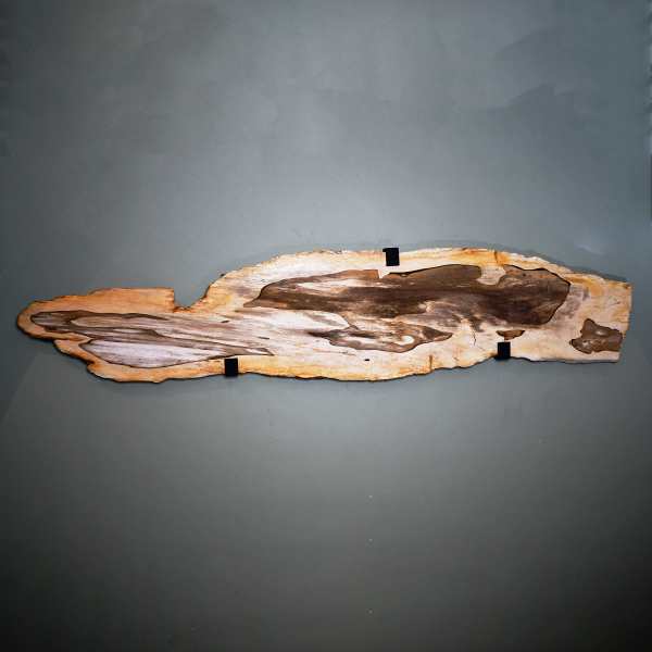Dolphin Drift - Petrified Wall Art