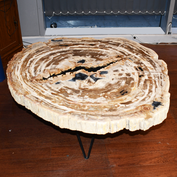 Eternal Echoes - Petrified Wood Table